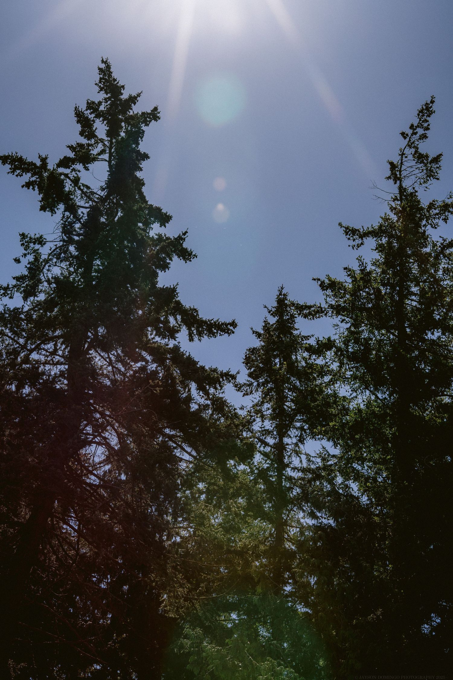 Tall evergreen trees silhouetted against bright sunlight with lens flare in blue sky.