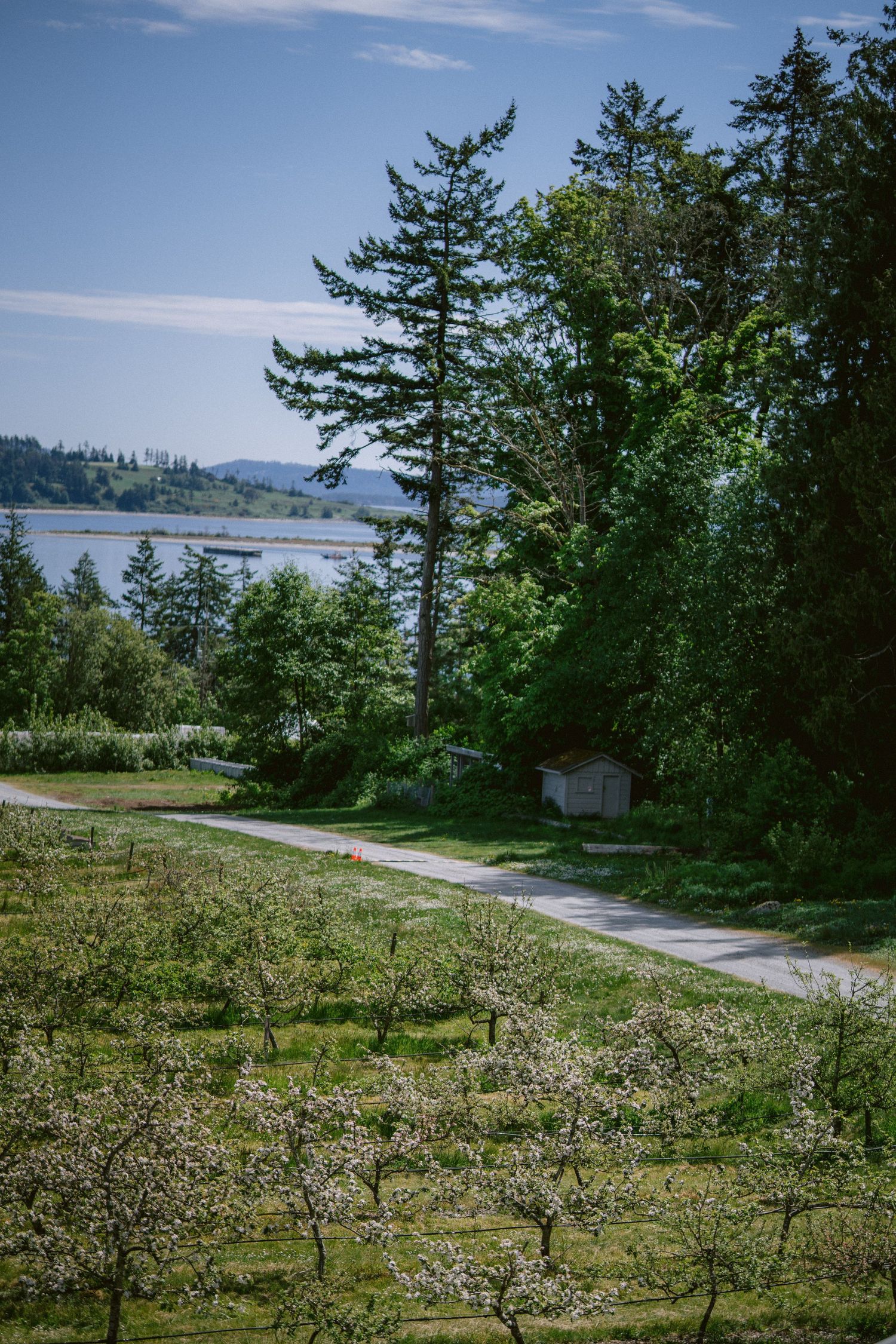 A winding path leads through a scenic coastal landscape with evergreen trees and a waterfront view on a sunny day.