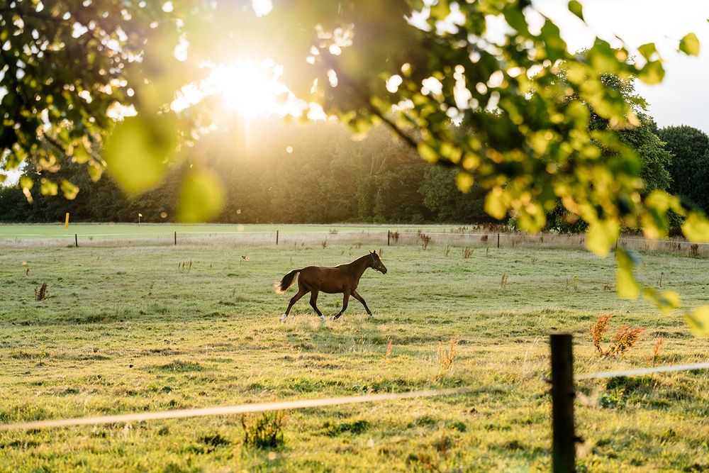 A horse gallops gracefully across a sunlit meadow field with golden morning mist and light filtering through trees.