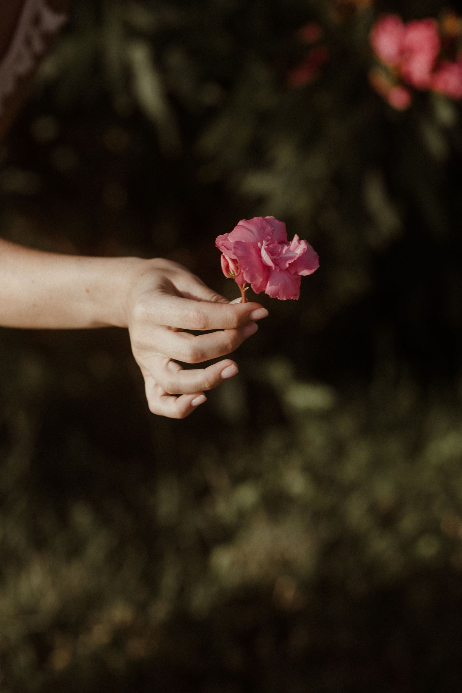 Hand holding delicate pink flower against dark botanical background. Tenerife Wedding Photographer at Playa del Duque, Adeje.