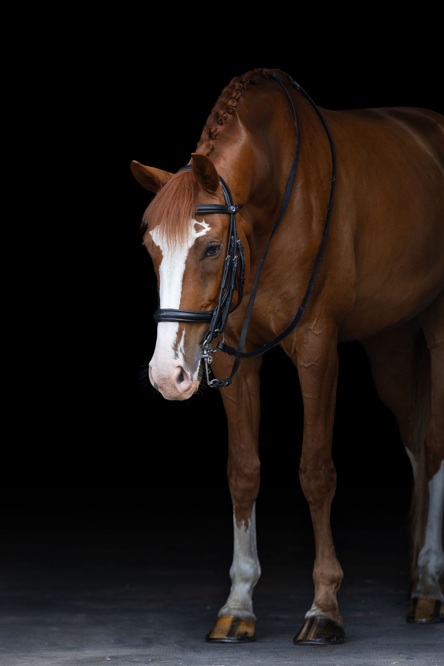 Chestnut horse with white blaze wearing black bridle in dark studio setting.