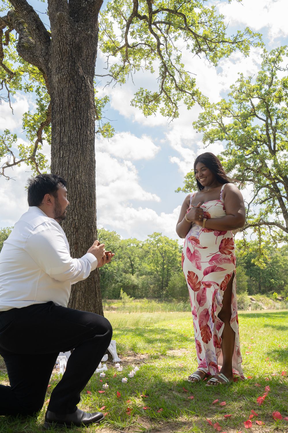 A romantic springtime proposal scene under a large oak tree in a sunny meadow with scattered rose petals on the ground.