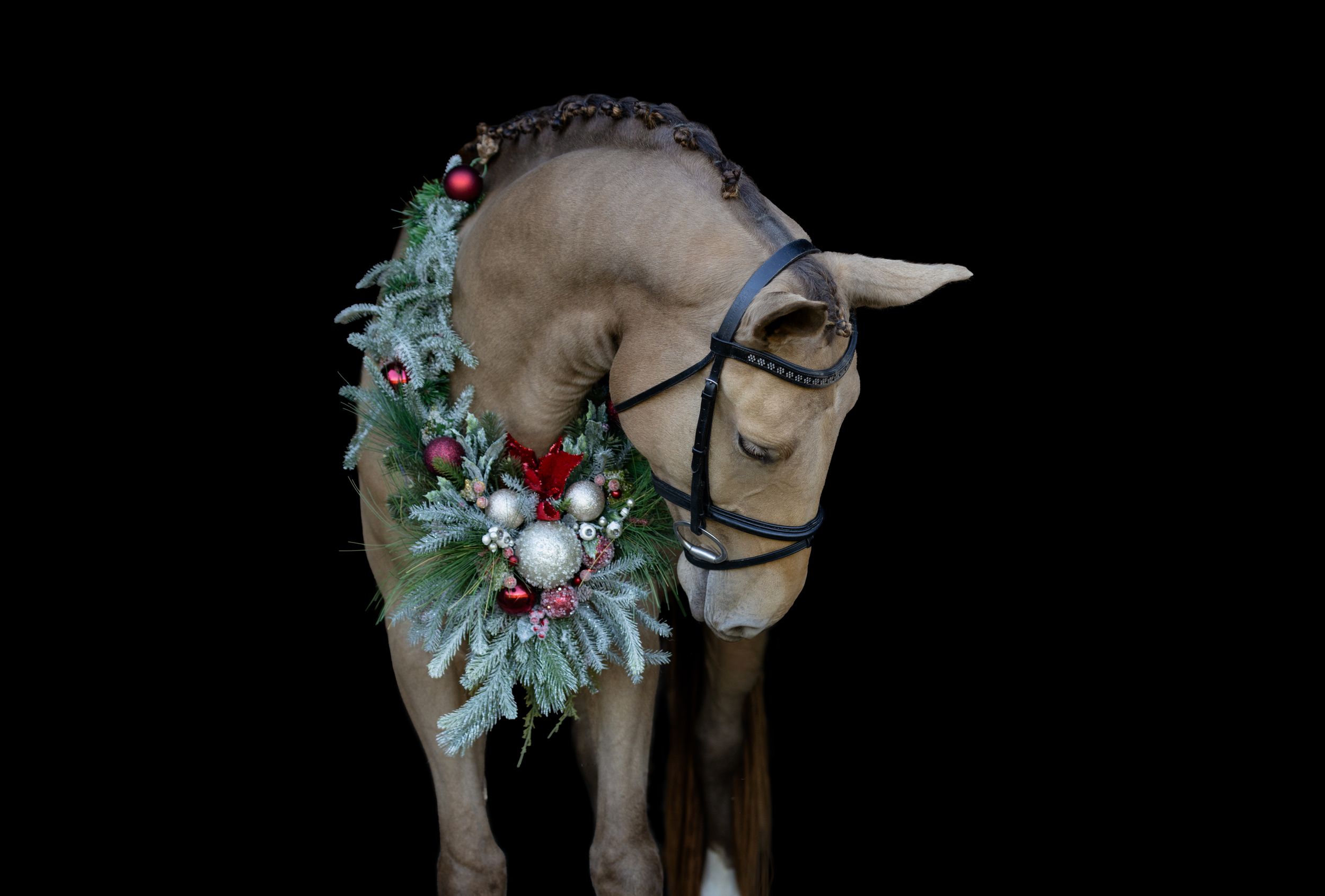 Horse wearing festive holiday garland and decorations against dark background.