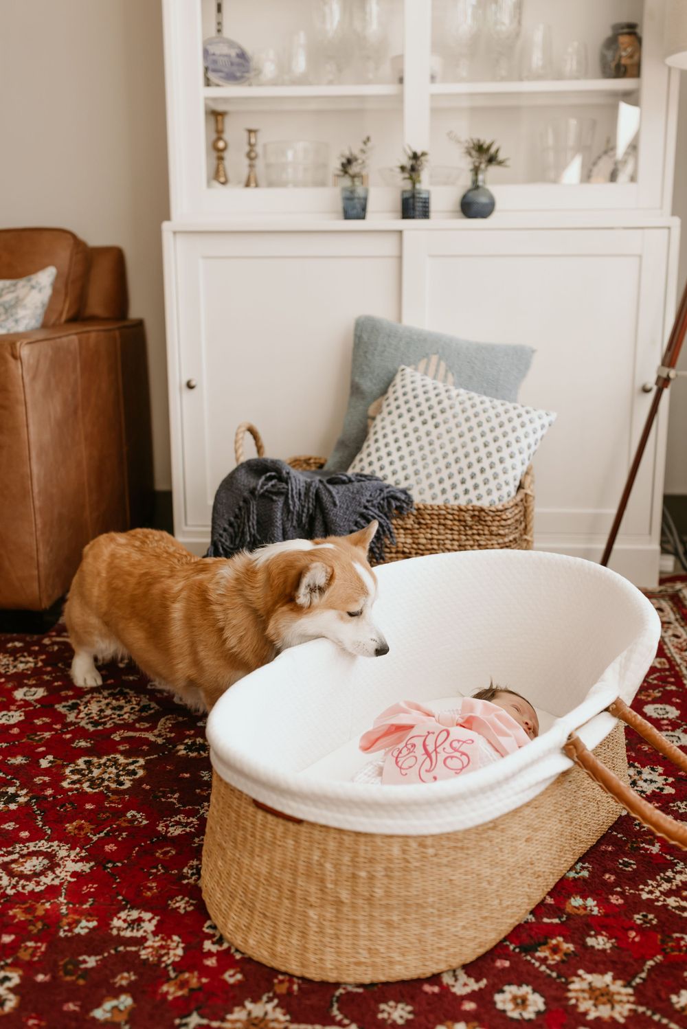 A corgi dog peeks at a baby in a white bassinet on a patterned red rug near white furniture.
