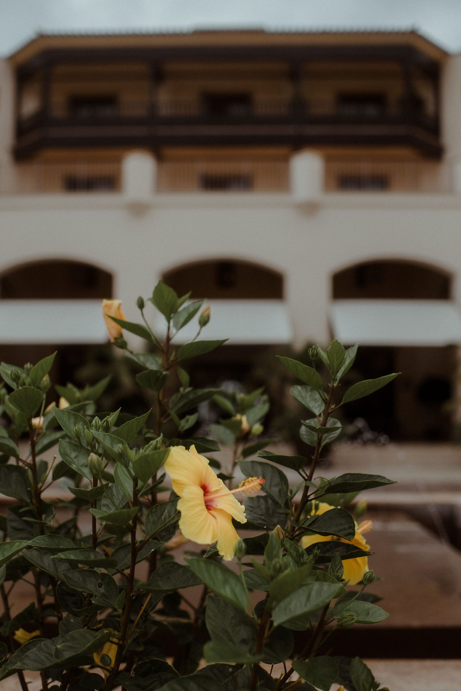 Yellow hibiscus flower blooming against a Spanish colonial style building facade.