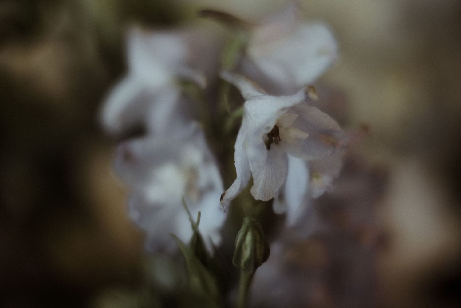 Artistic macro shot of delicate white flowers with soft focus background.