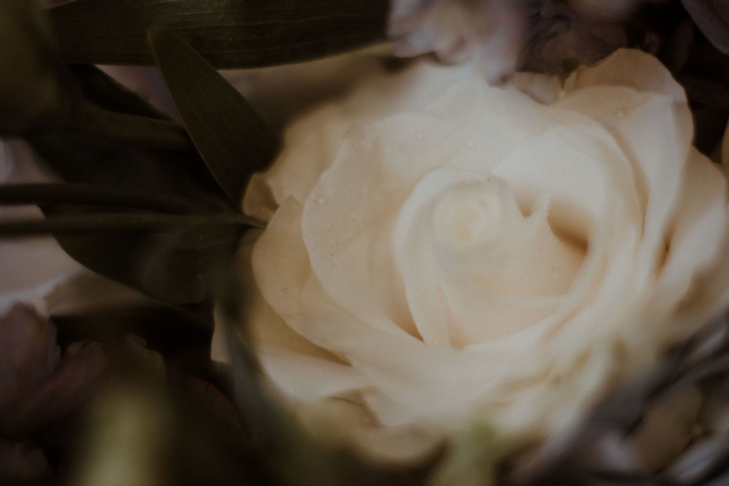 Close-up detail of a cream-colored rose with soft bokeh effect.