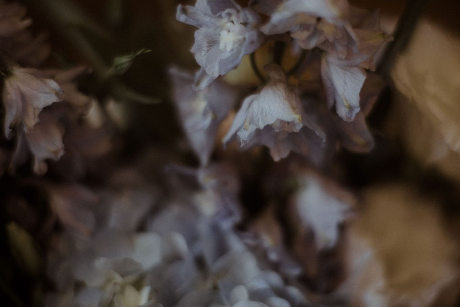 Artistic macro photography of wilted white flowers in moody lighting.