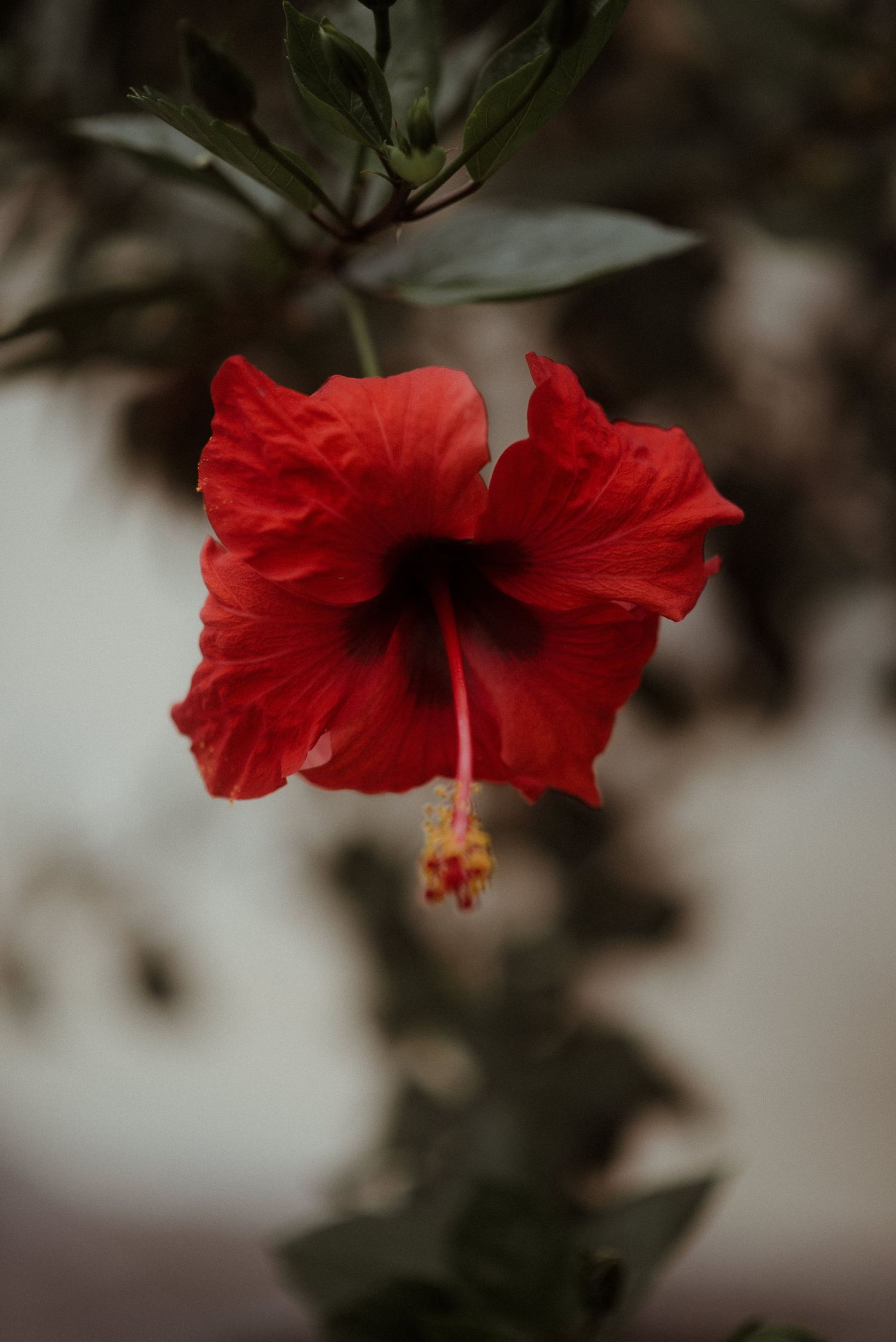 Close-up of a vibrant red hibiscus flower in full bloom with dark background.
