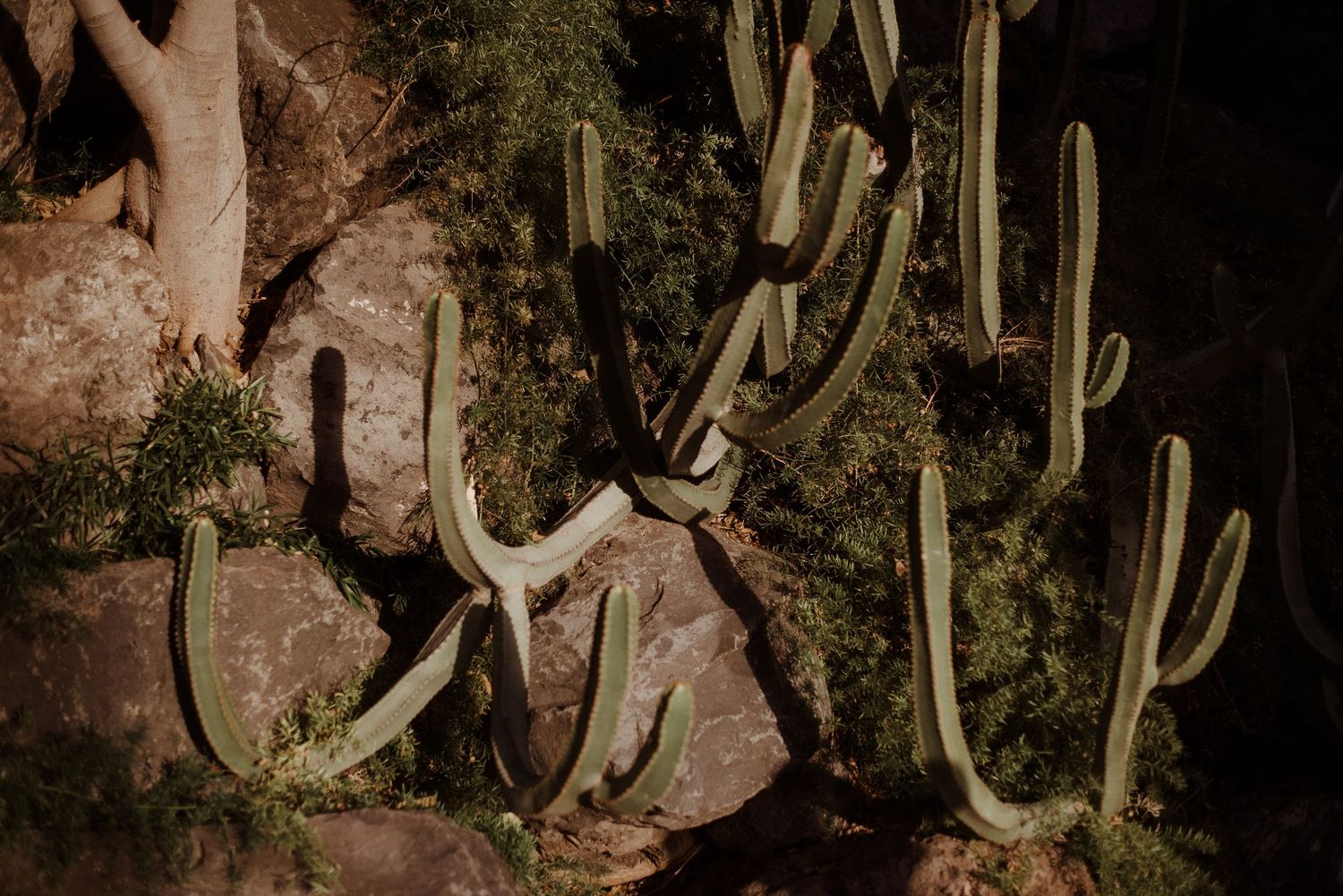 Dramatic nighttime shot of tall saguaro cacti against rocky desert terrain.