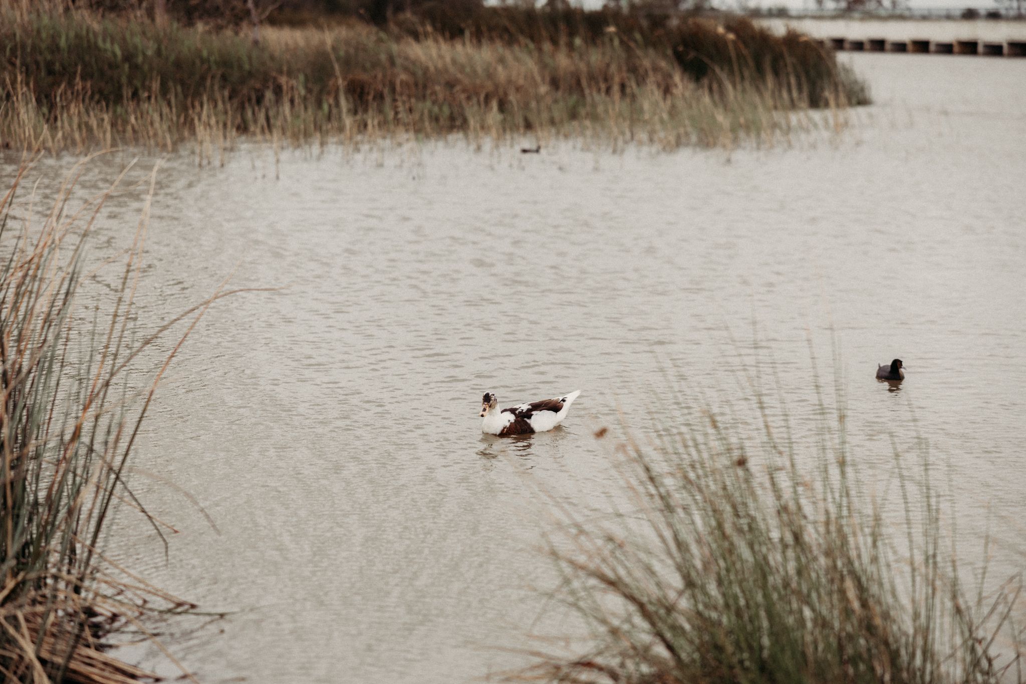 werribee family photographer