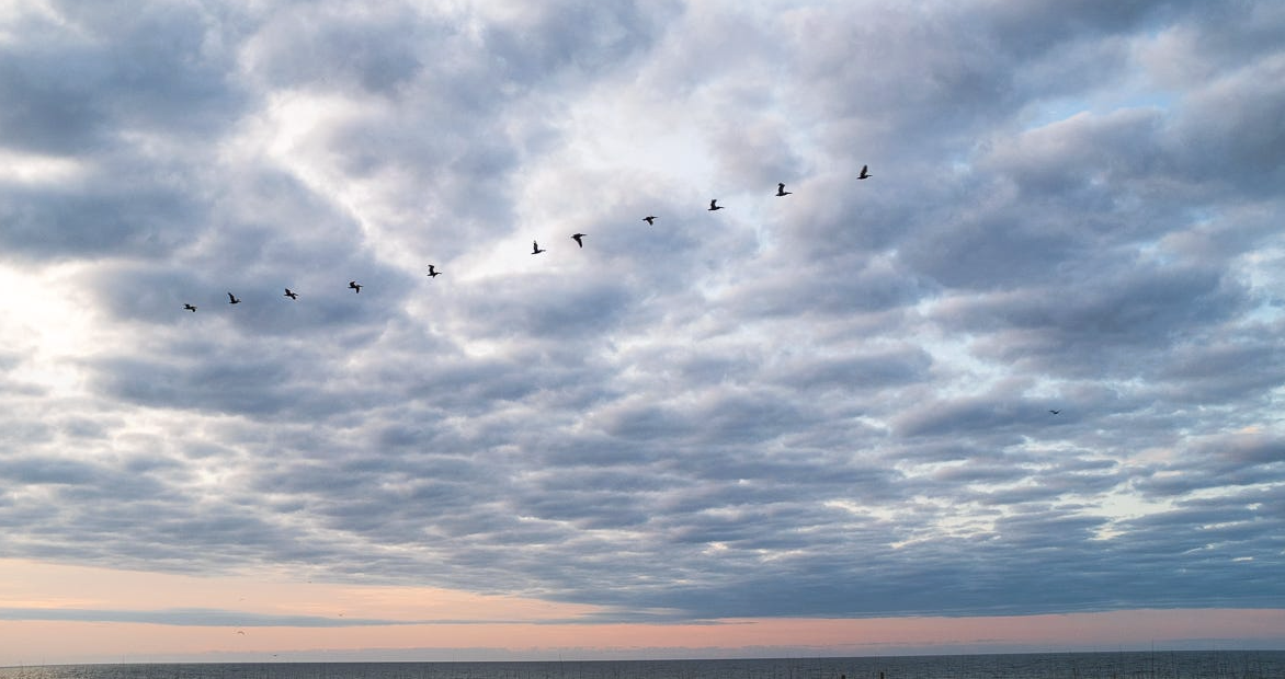 Birds flying in the sky