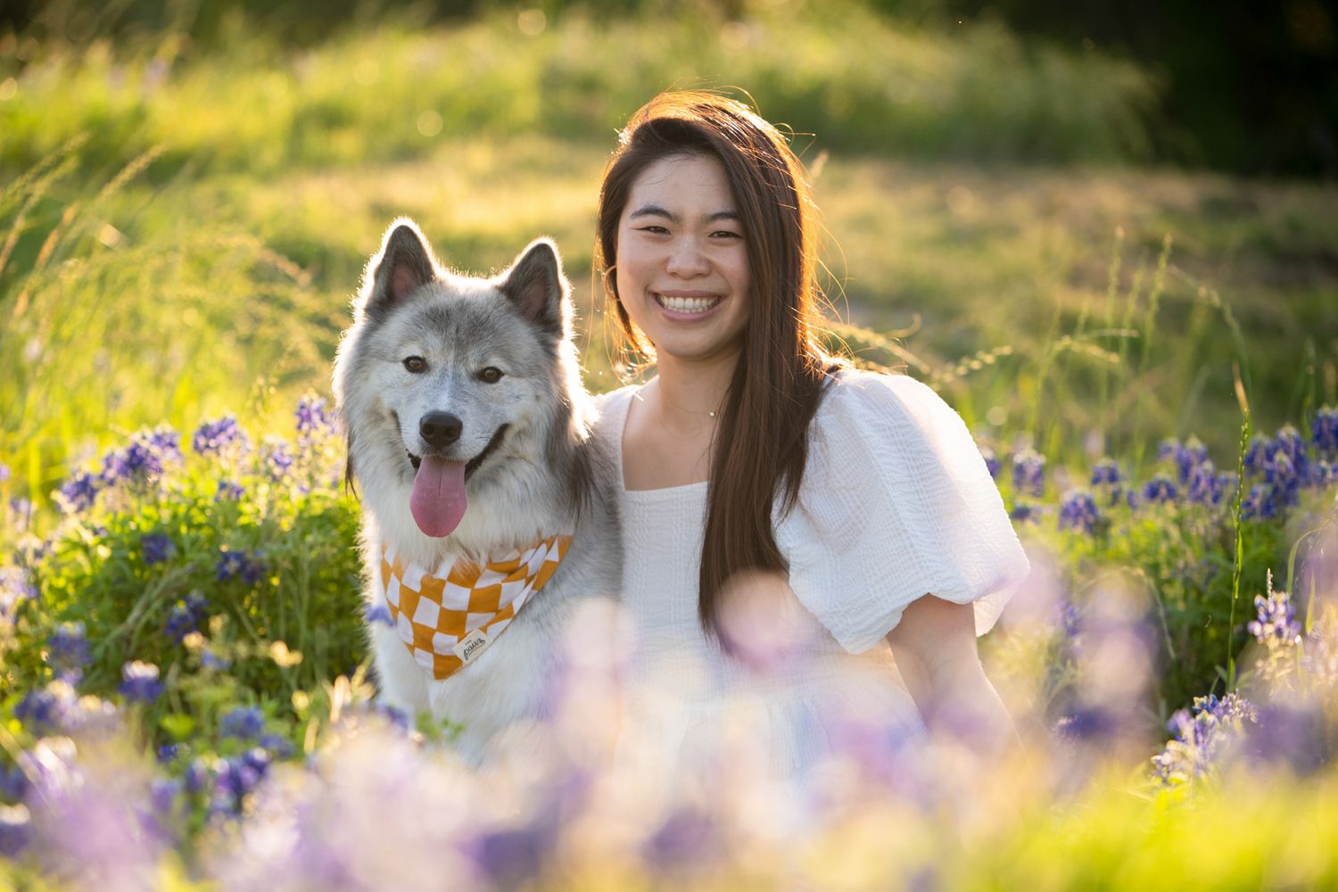 Husky dog wearing floral bandana sits in bluebonnet meadow during golden hour with soft bokeh lighting.