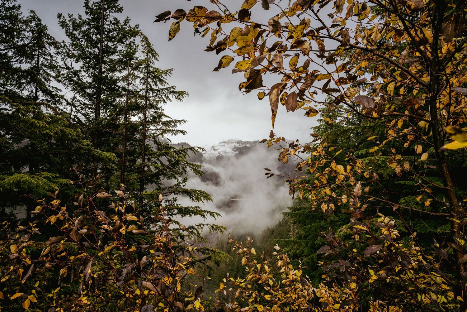 Foggy Mt. Rainier framed by yellow autumn leaves and pine trees in a serene Pacific Northwest forest landscape.
