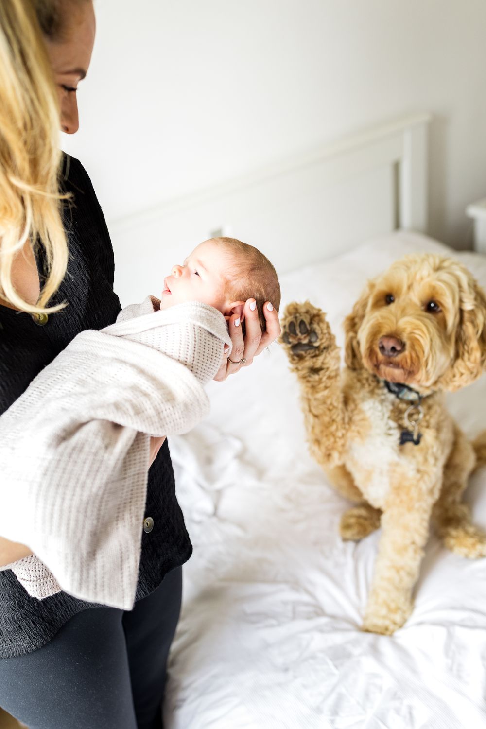 newborn photoshoot with a dog