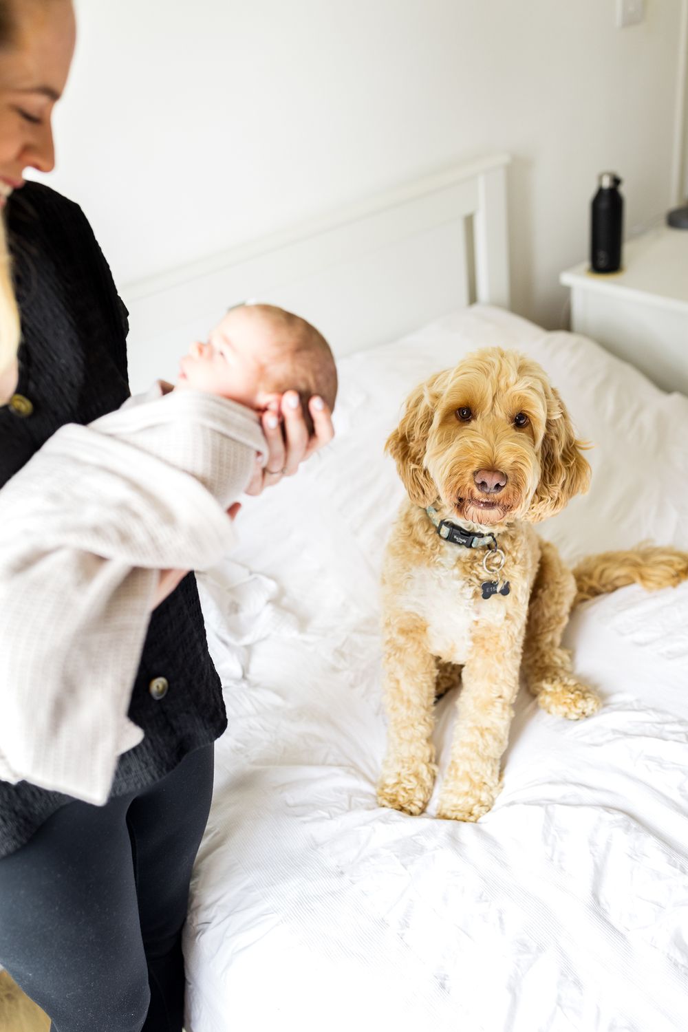 goldendoodle dog photos