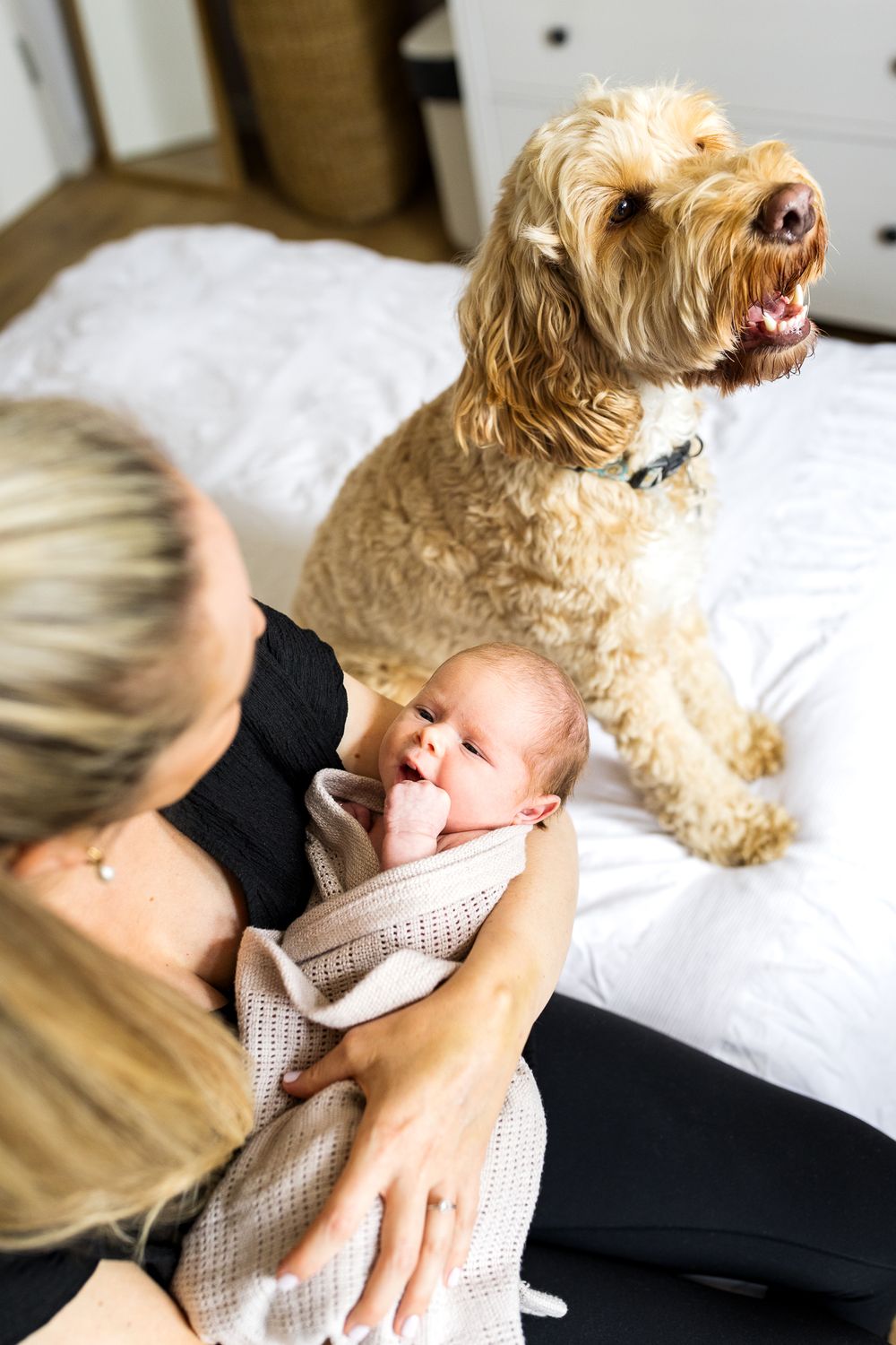 can we have our dog in family photos