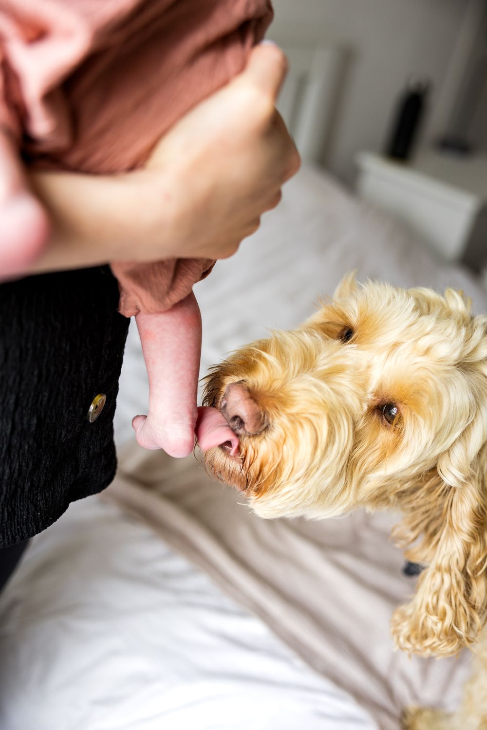 goldedoodle dog licking baby's foot