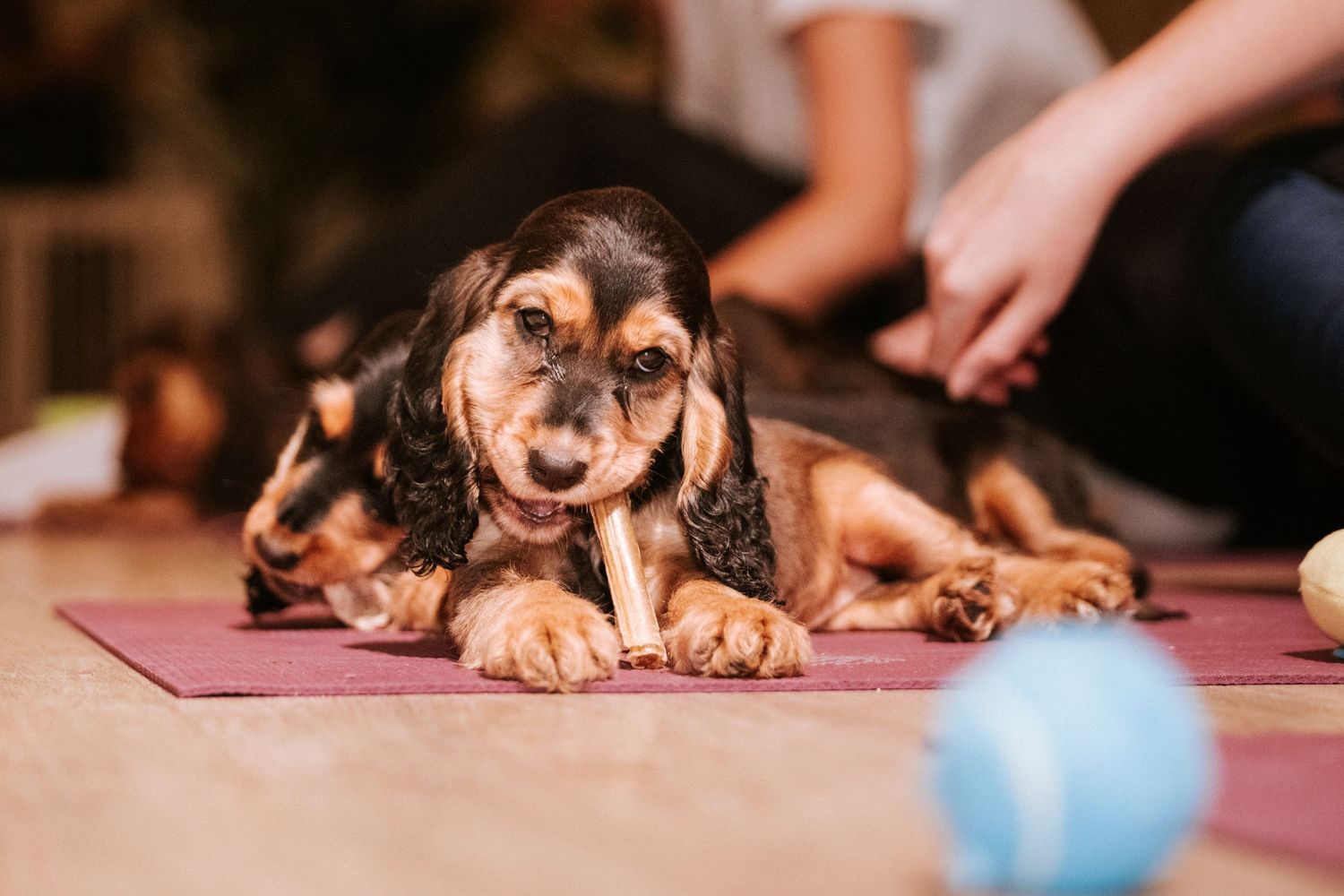 Adorable cocker spaniel puppy playing with blue ball on pink yoga mat.
