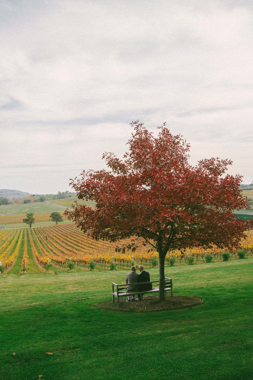 A bench sits under a red autumn tree overlooking vineyard rows in the valley.
