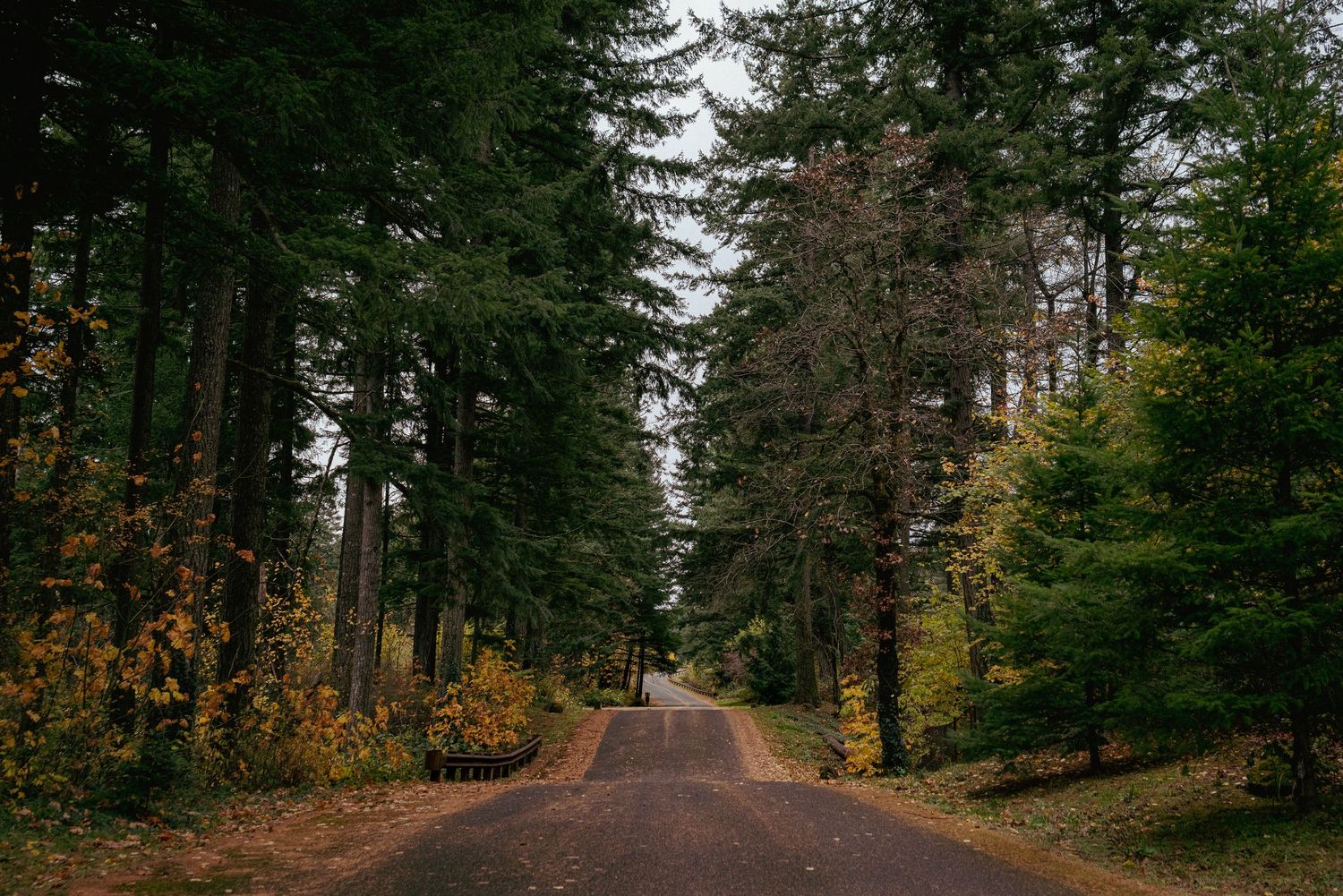 Scenic road through vibrant PNW autumn forest with tall trees and golden leaves blanketing the path.