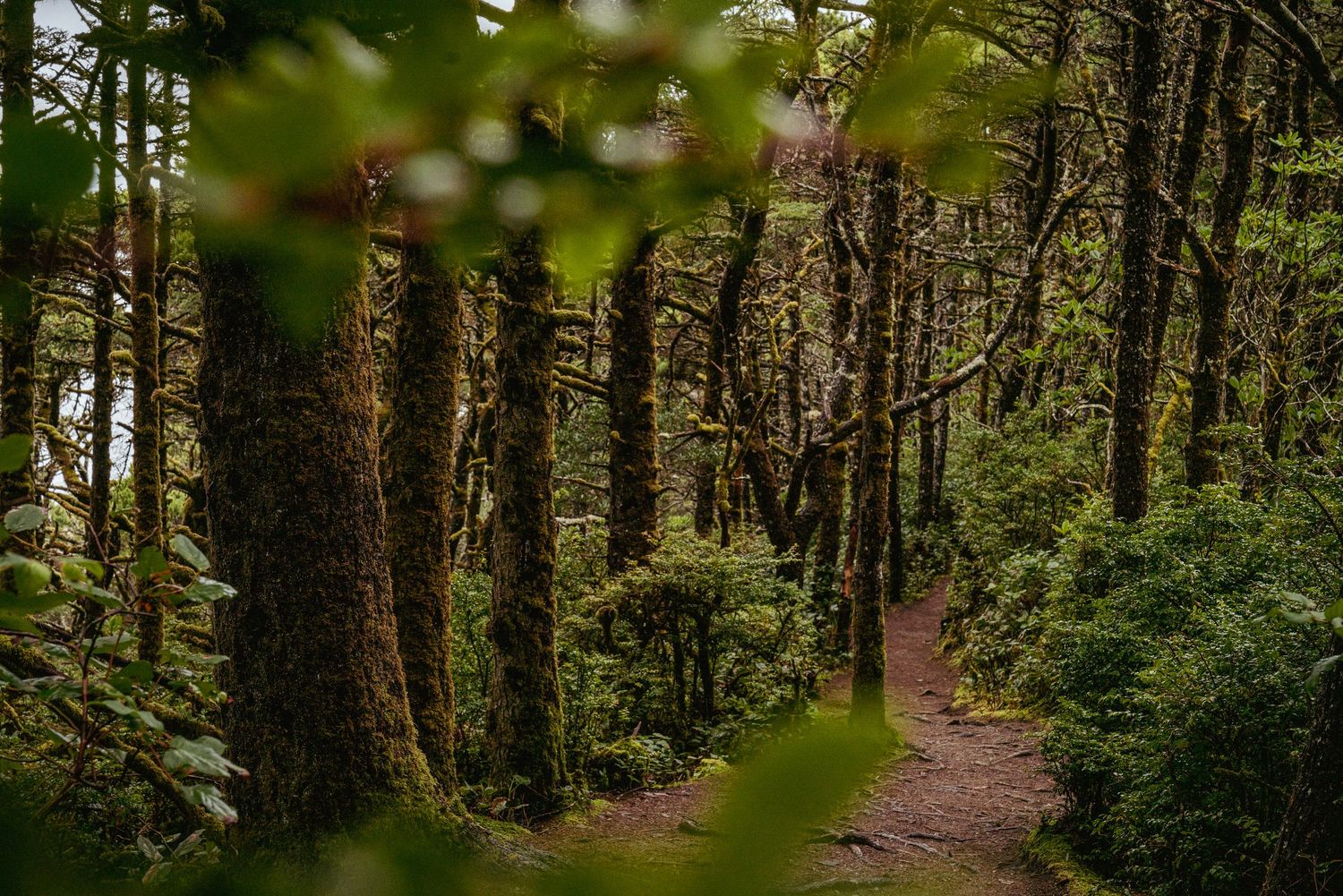 Trail winding through Oregon Coastal forest, viewed through tree branches, showcasing lush greenery and natural beauty.