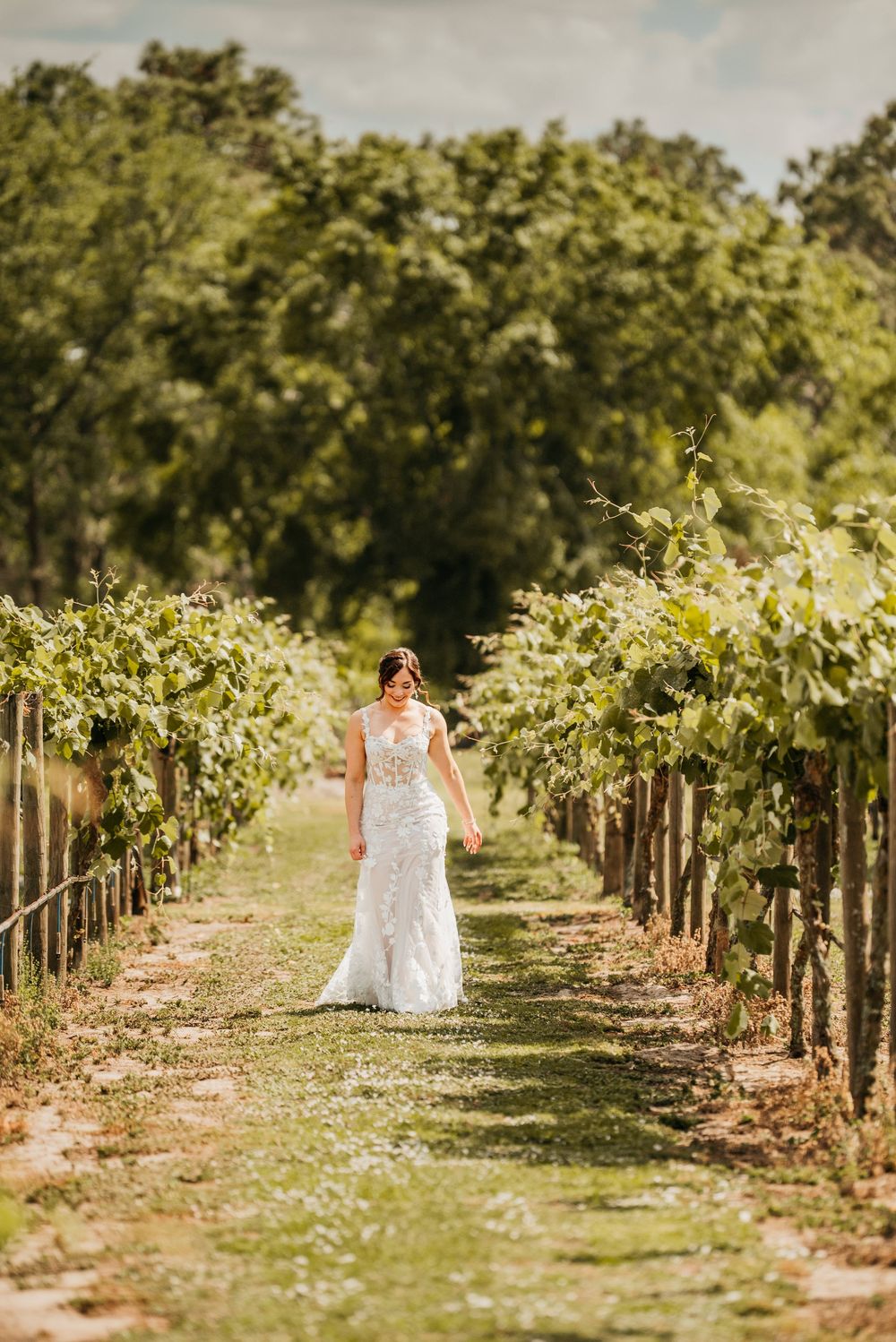 A person in a white lace wedding dress walks between rows of grape vines in a sunny vineyard.