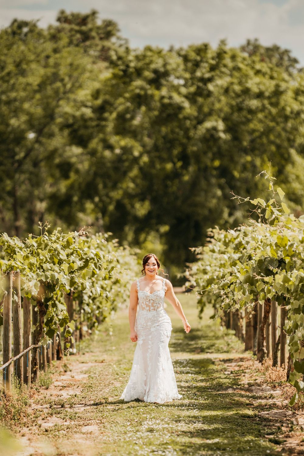 A bride walks through rows of grapevines in her lace wedding gown on a beautiful sunny day.