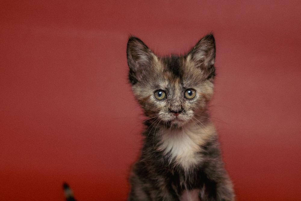 Cute tortoiseshell kitten with bright eyes sits against a red background in studio portrait.