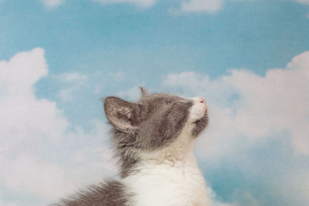 Gray and white cat looking up at sky with fluffy white clouds in background.