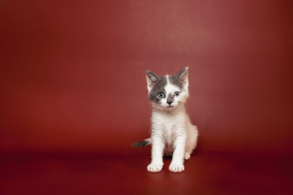 Small white kitten with grey markings sits attentively against a dark red studio background.