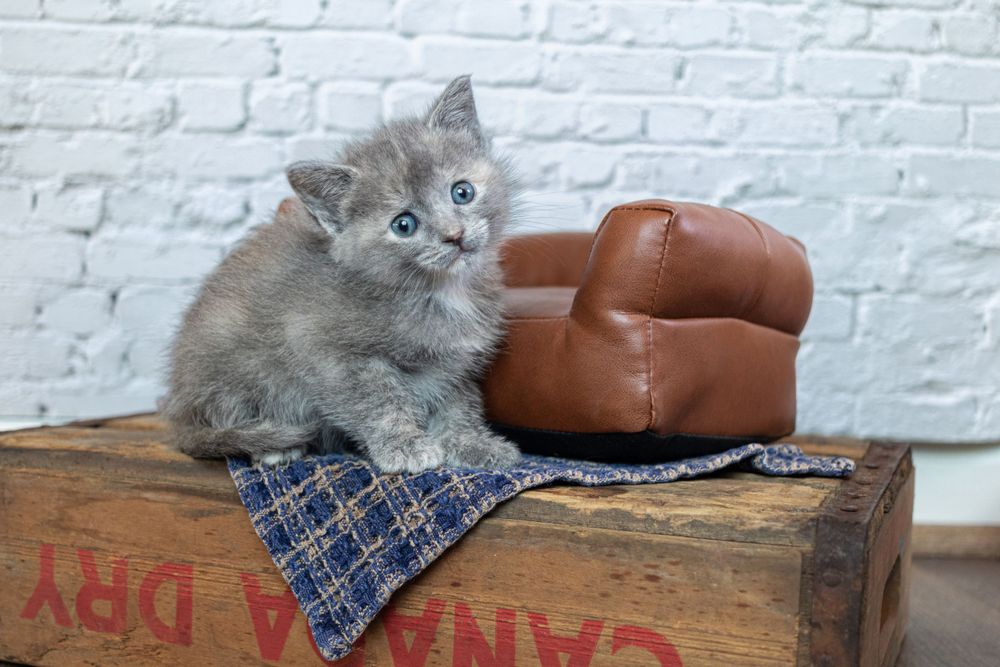 Adorable gray kitten sits on vintage wooden crate with blue bandana and brown leather cushion against white brick wall.