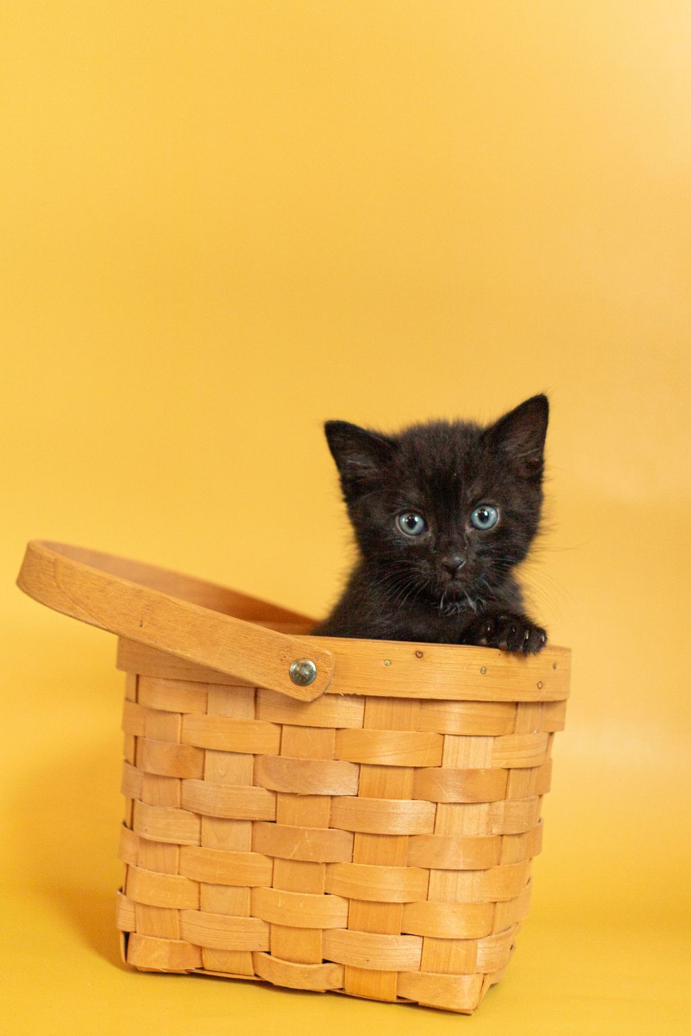 Adorable black kitten peeking out of a woven wooden basket against a bright yellow background.