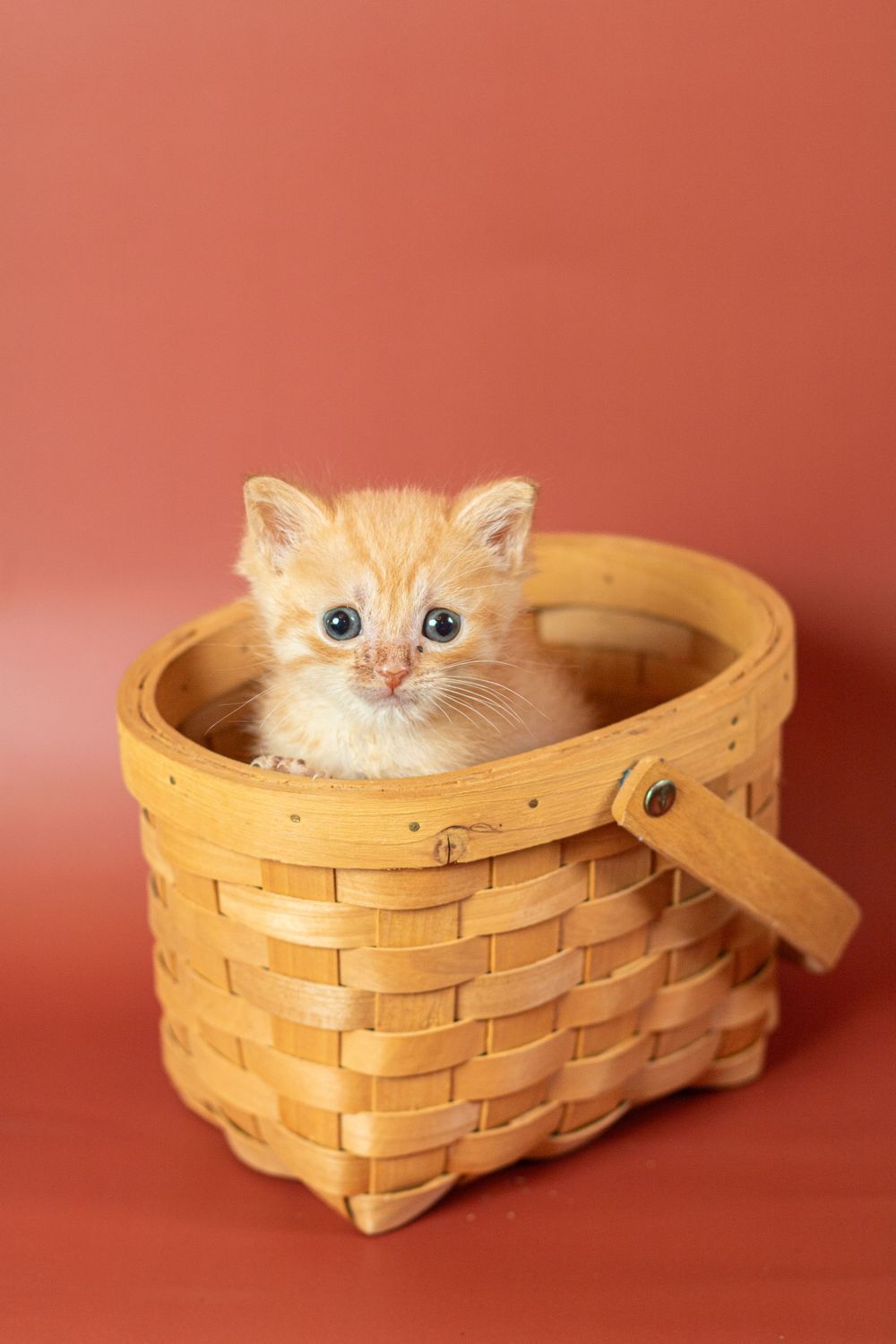 Adorable orange kitten with blue eyes peeking out of a woven wooden basket against a red background.