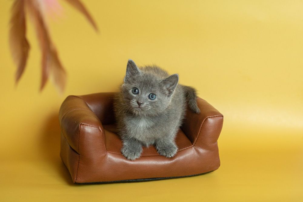 Adorable grey kitten sitting on a tiny brown leather couch against a yellow background.