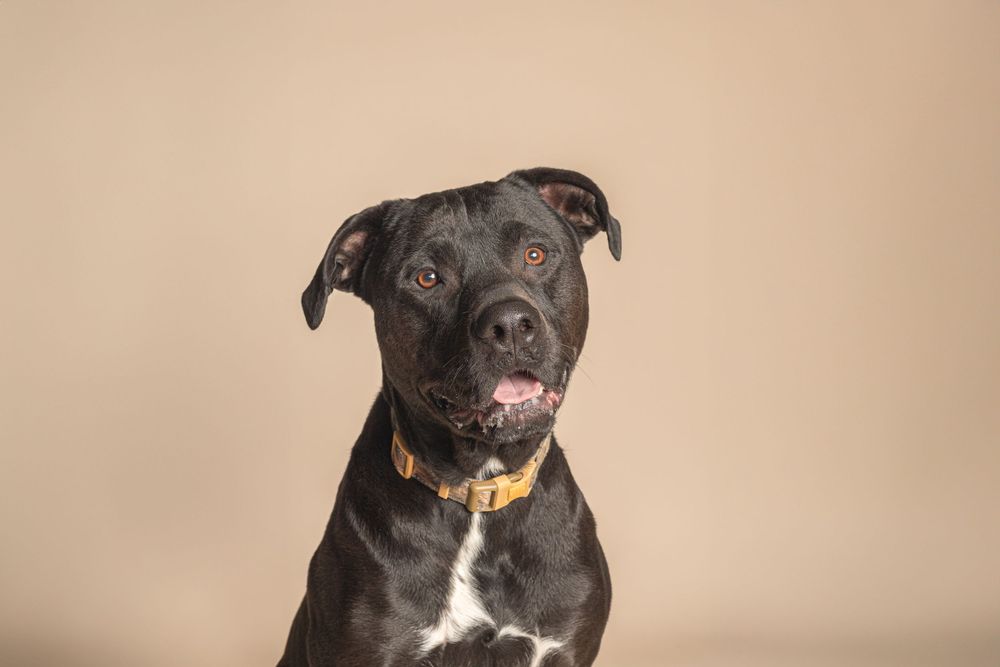 Black and white pit bull type dog with floppy ears wearing a yellow collar poses against beige background.