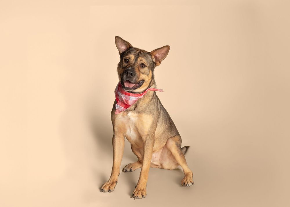 Brown and tan mixed breed dog wearing a pink bandana sits alertly against beige background.