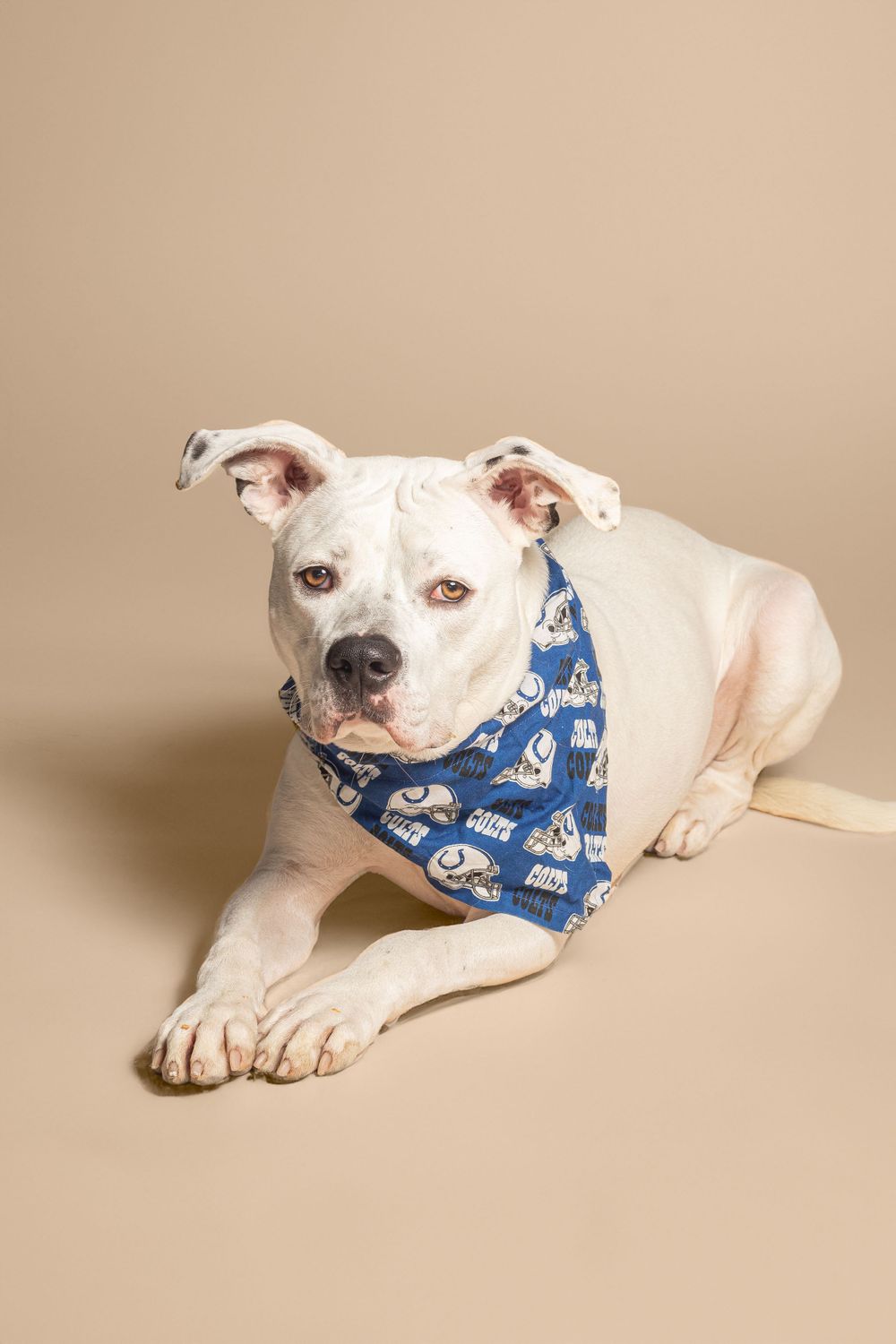 White pitbull dog wearing a blue bandana with skull pattern lying down against beige background.
