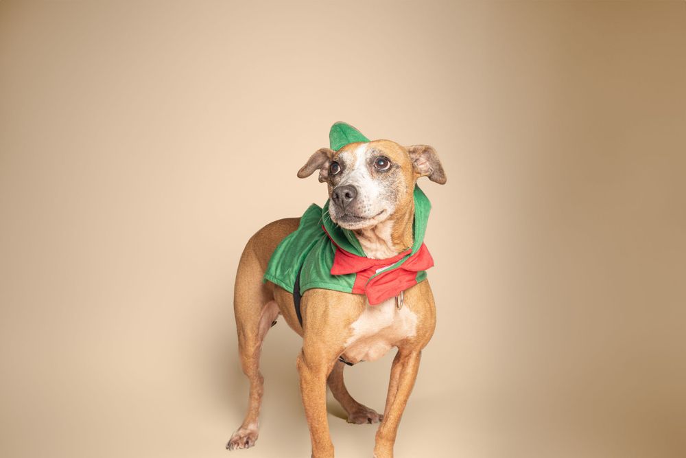Tan dog wearing festive green and red holiday attire poses against beige background in studio setting.