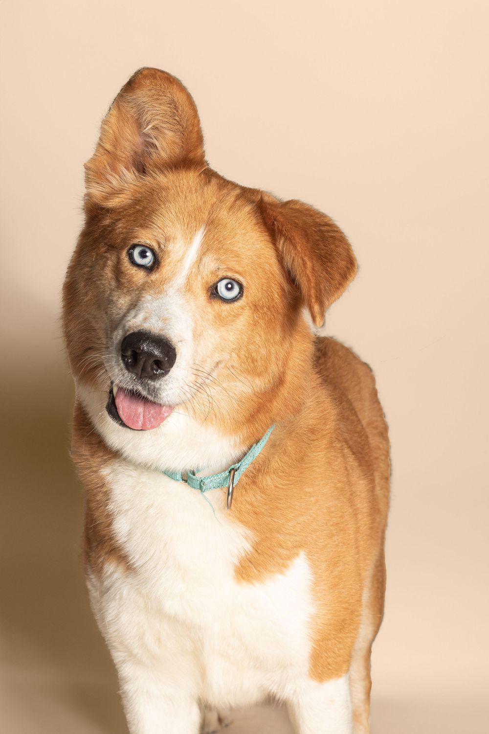 Smiling golden-brown dog with striking blue eyes and white chest wearing a turquoise collar against beige background.