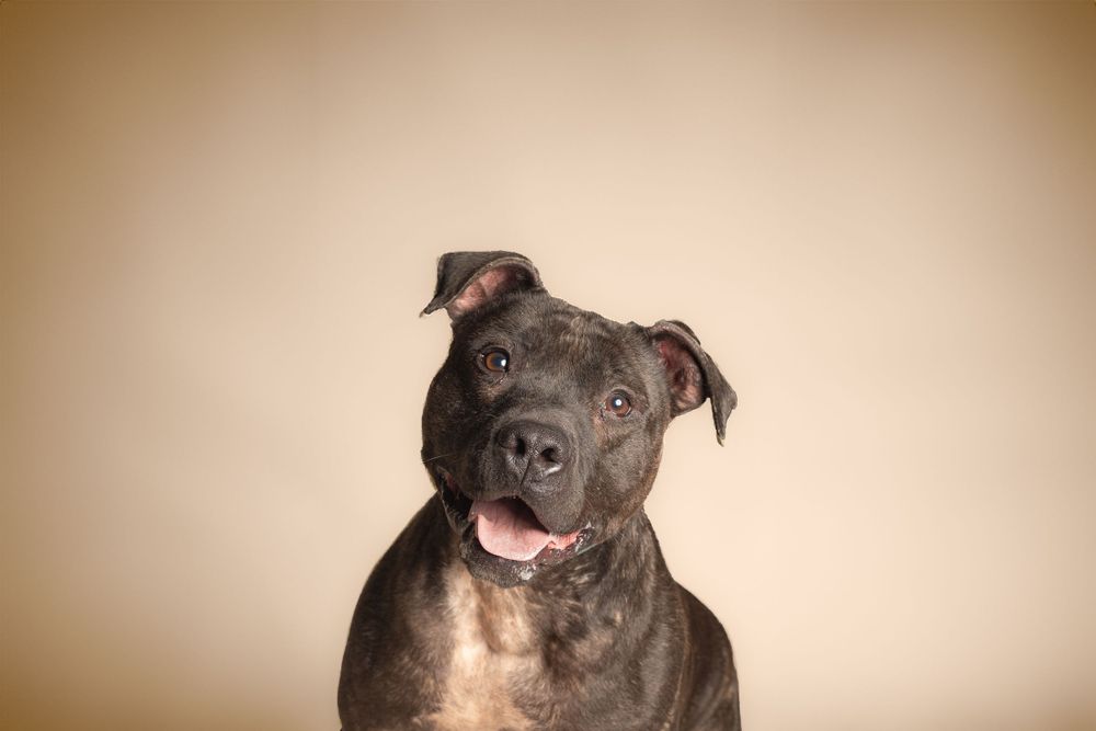 Portrait of a dark gray pit bull with a soft vignette background looking sweetly at the camera.