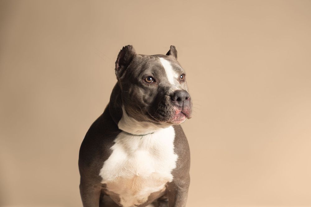 A blue pitbull terrier with white chest poses against beige background, head tilted with tongue slightly out.