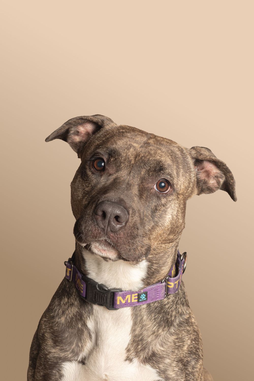 Brindle pit bull wearing purple collar poses for portrait against beige background.