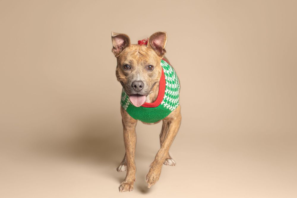 Tan pit bull type dog wearing festive green and white striped holiday sweater stands against beige backdrop.
