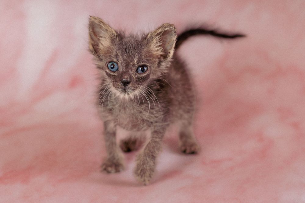 An adorable gray fluffy kitten stands on a pink background, looking at the camera with bright blue eyes.