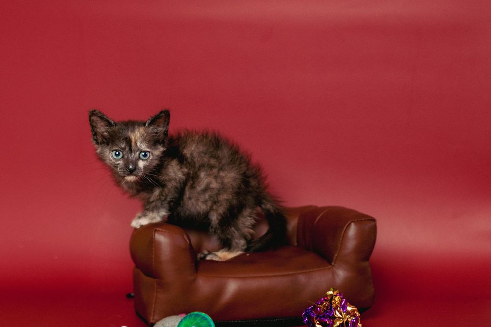 A tortoiseshell kitten sits on a brown leather couch with toys against a red background.