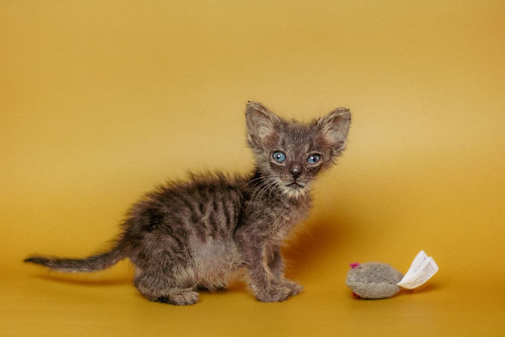 A scruffy gray kitten sits next to a toy mouse on a yellow background.