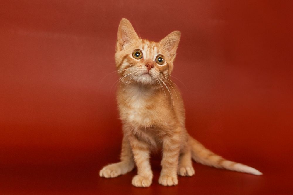 Adorable orange kitten sitting attentively against red backdrop with bright eyes and pointed ears.