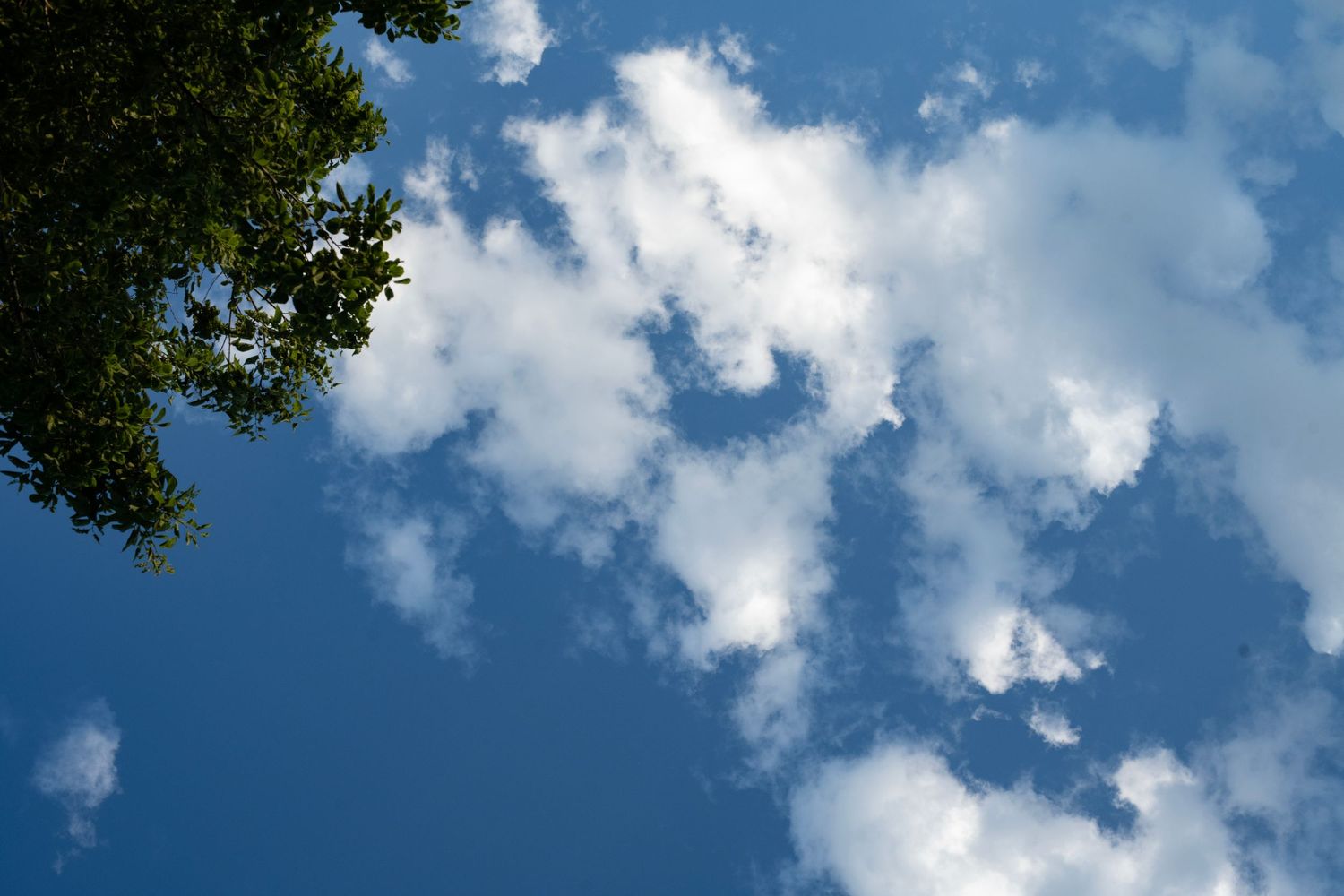 White fluffy clouds float across a bright blue summer sky with green tree leaves visible in the corner.