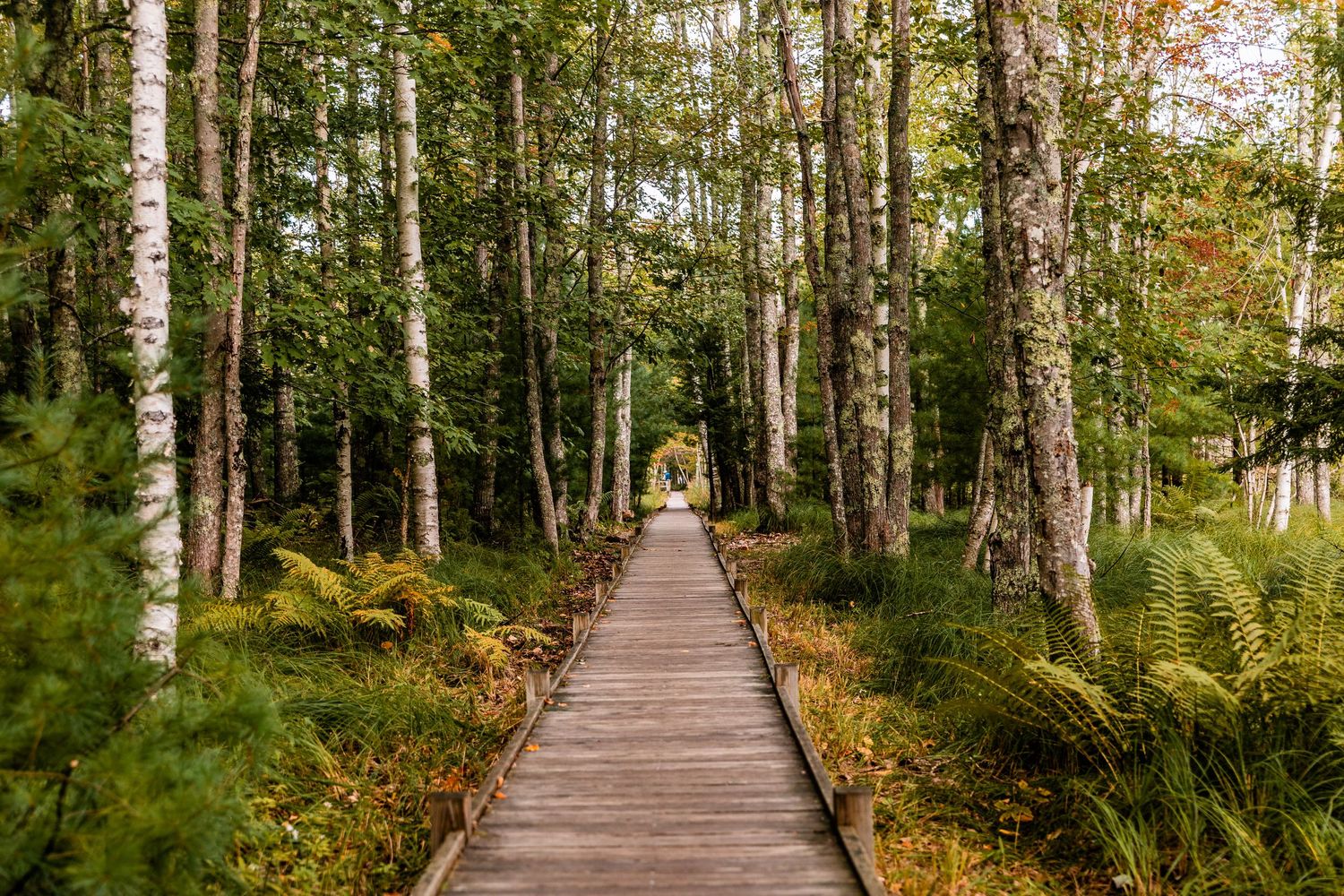 Wooden trail at Fall time in Bar Harbor, Maine